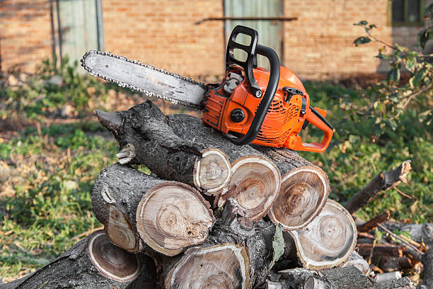 Tree Root Removal in Jackson, SC